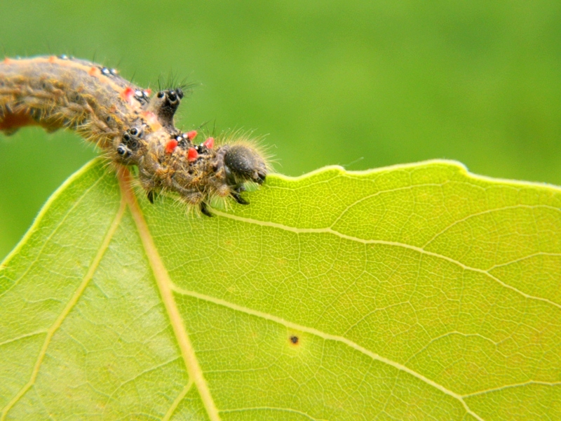 Larva di Clostera anastomosis - Notodontidae